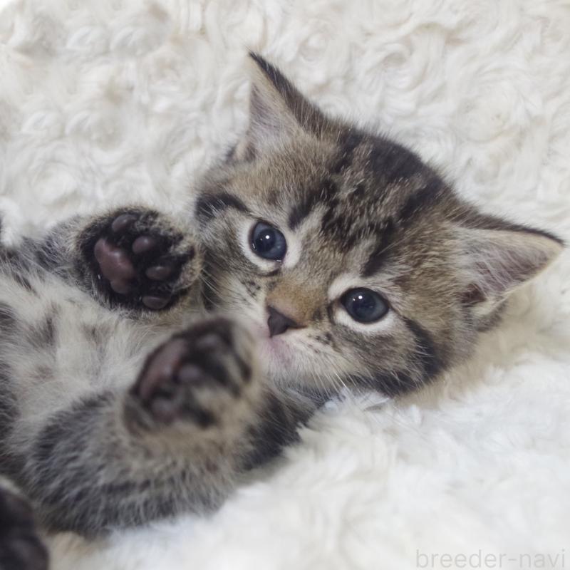 成約済の群馬県のミックス-134550の3枚目