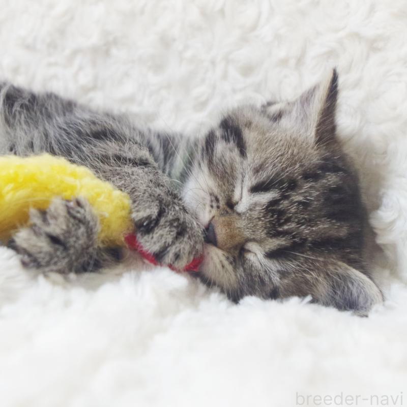 成約済の群馬県のミックス-134550の2枚目