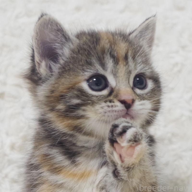 成約済の群馬県のミックス-134551の6枚目