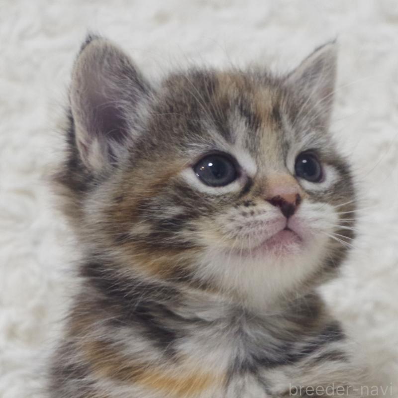 成約済の群馬県のミックス-134551の5枚目