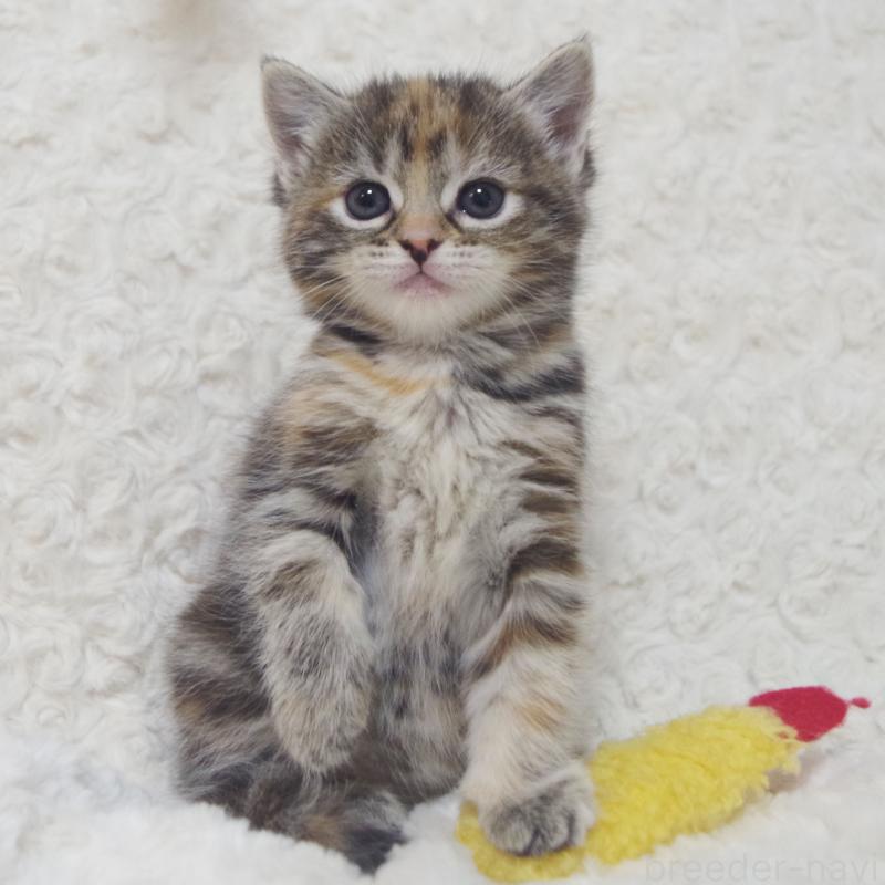 成約済の群馬県のミックス-134551の3枚目