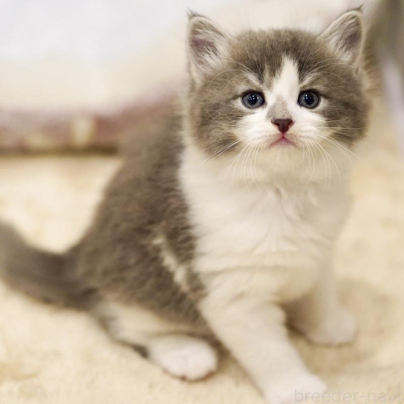 販売中の東京都のサイベリアン-134299