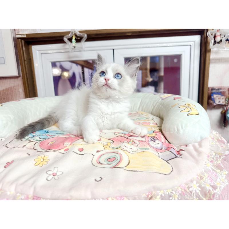 販売中の千葉県のラグドール-132572の5枚目