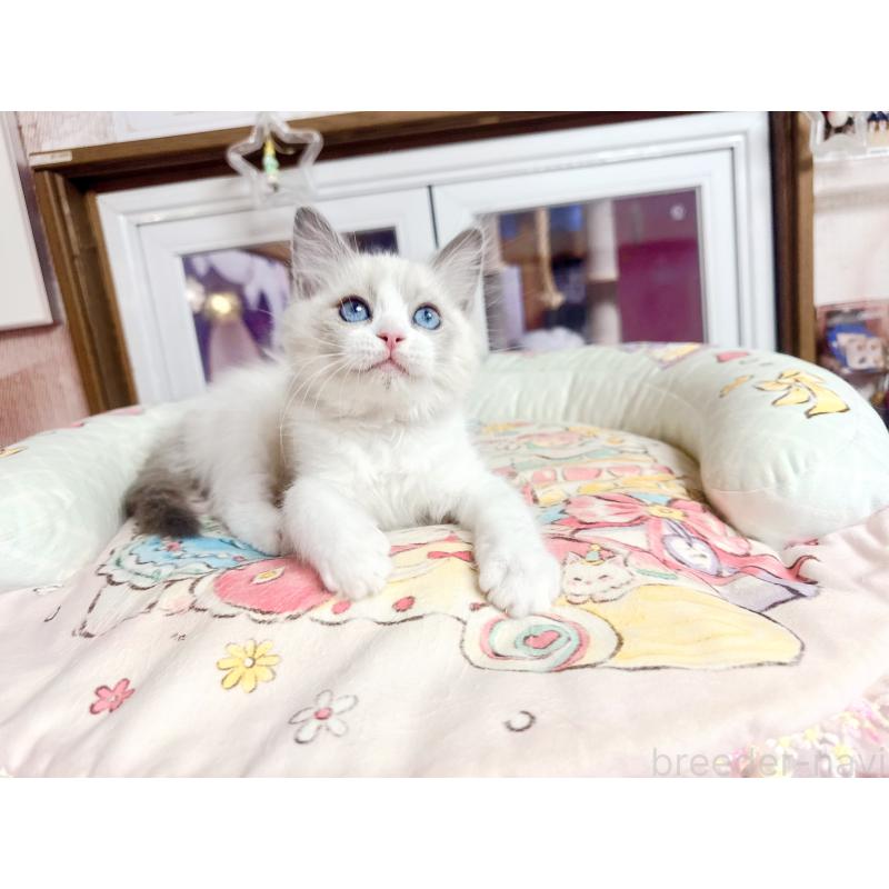 販売中の千葉県のラグドール-132572の4枚目