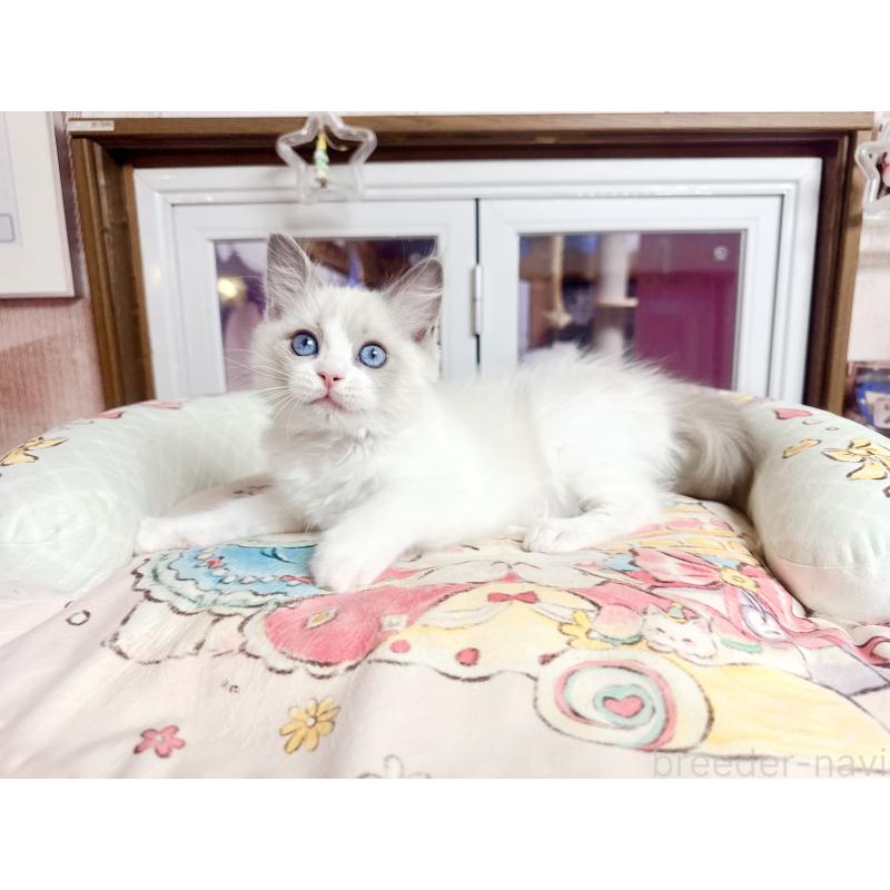 販売中の千葉県のラグドール-132572の3枚目