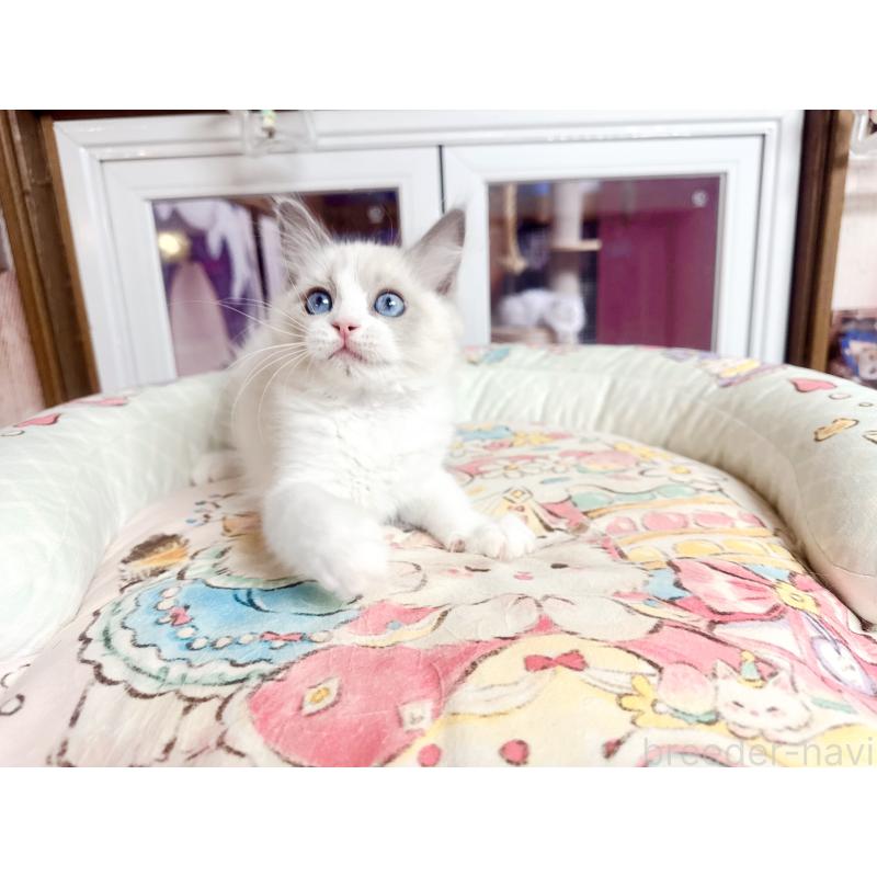 販売中の千葉県のラグドール-132572の2枚目