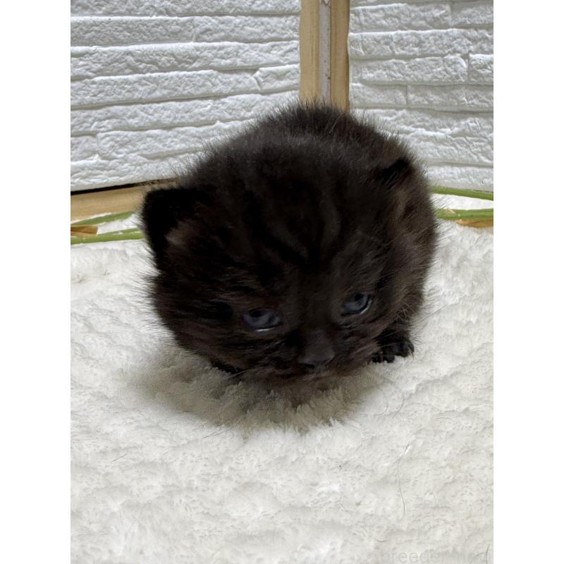 販売中の栃木県のブリティッシュショートヘア-134387の6枚目