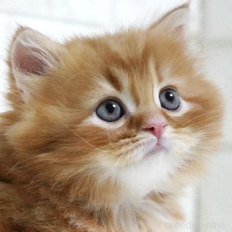 商談中の愛知県のスコティッシュフォールド-135087の1枚目