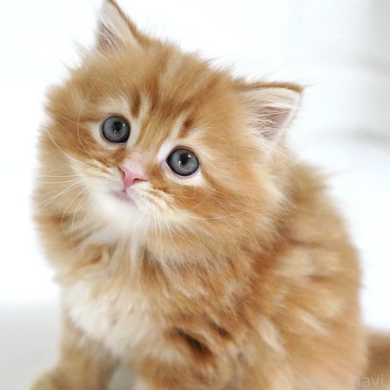 商談中の愛知県のスコティッシュフォールド-135087の15枚目