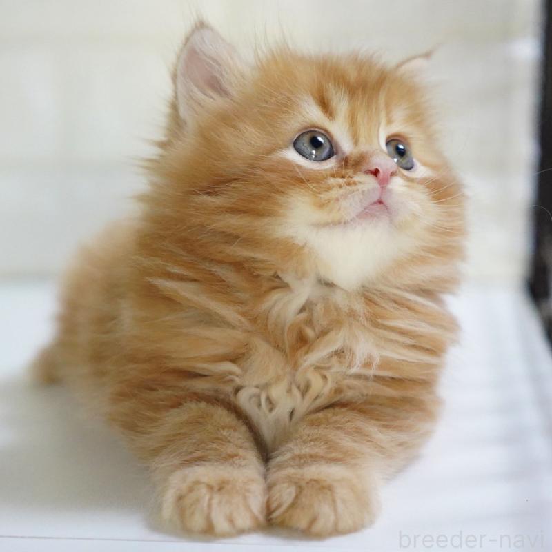 商談中の愛知県のスコティッシュフォールド-135087の14枚目