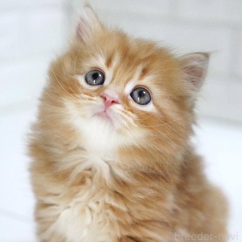 商談中の愛知県のスコティッシュフォールド-135087の13枚目