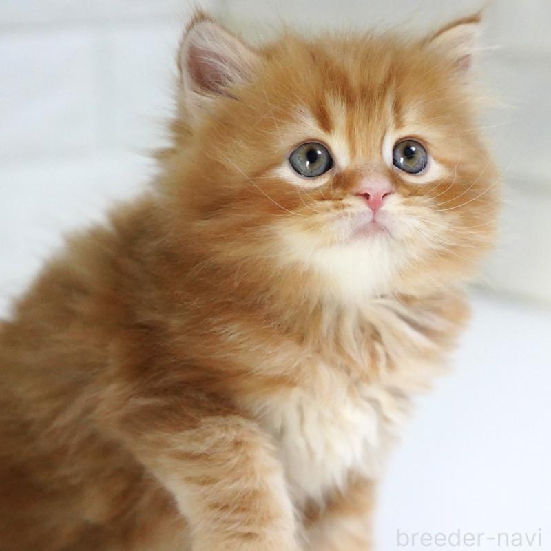 商談中の愛知県のスコティッシュフォールド-135087の12枚目