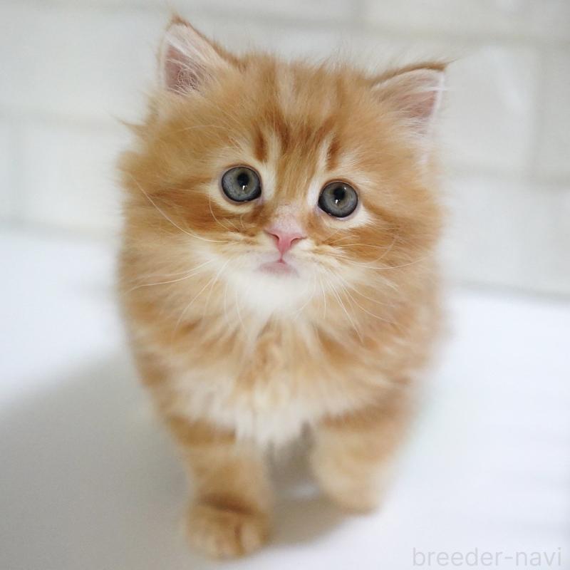 商談中の愛知県のスコティッシュフォールド-135087の11枚目