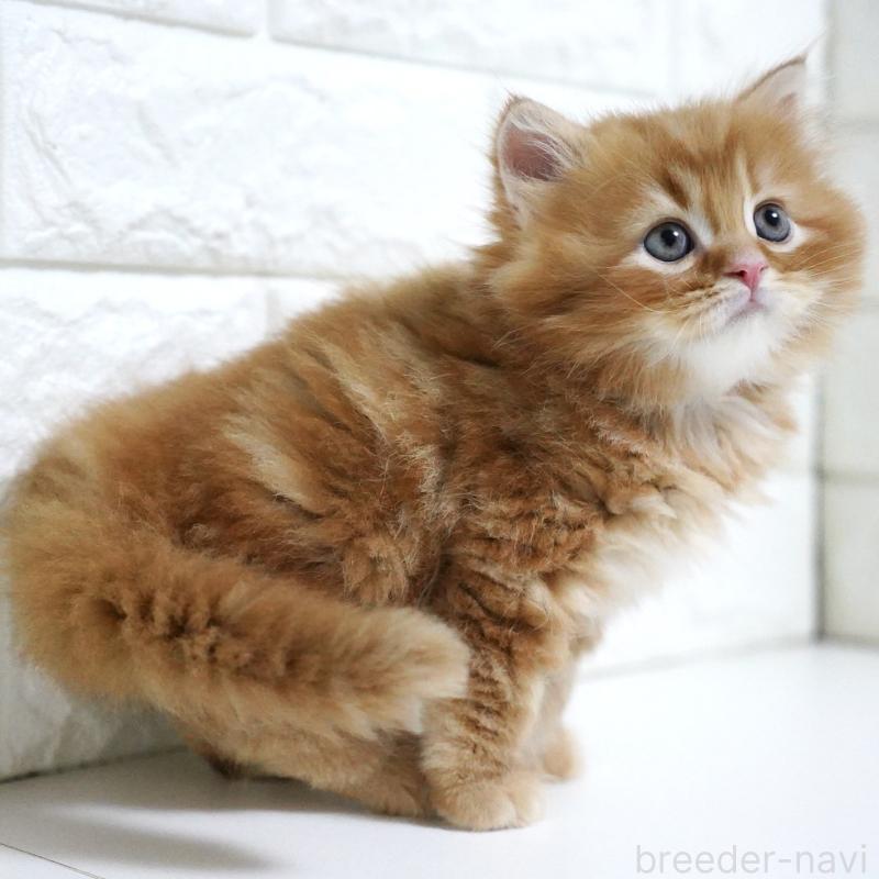 商談中の愛知県のスコティッシュフォールド-135087の10枚目