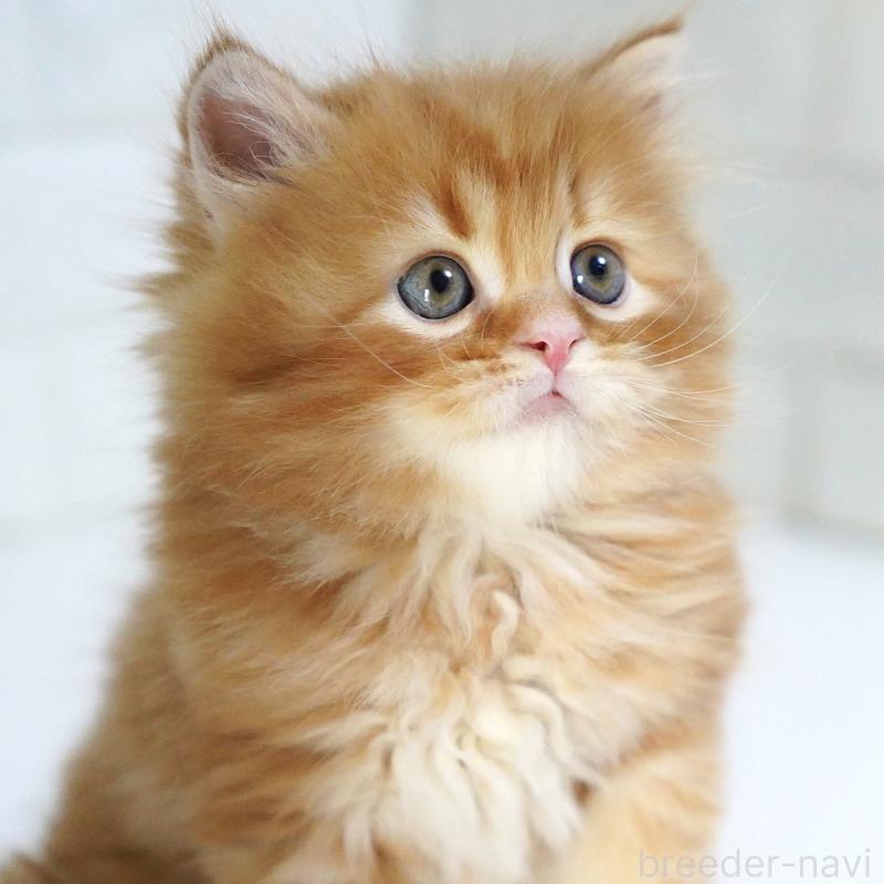 商談中の愛知県のスコティッシュフォールド-135087の9枚目