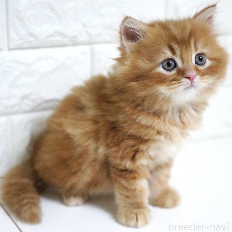 商談中の愛知県のスコティッシュフォールド-135087の8枚目