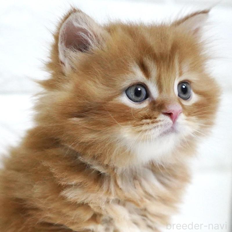 商談中の愛知県のスコティッシュフォールド-135087の7枚目