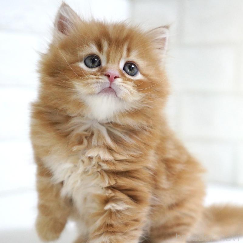 商談中の愛知県のスコティッシュフォールド-135087の6枚目