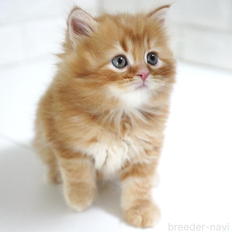 商談中の愛知県のスコティッシュフォールド-135087の5枚目