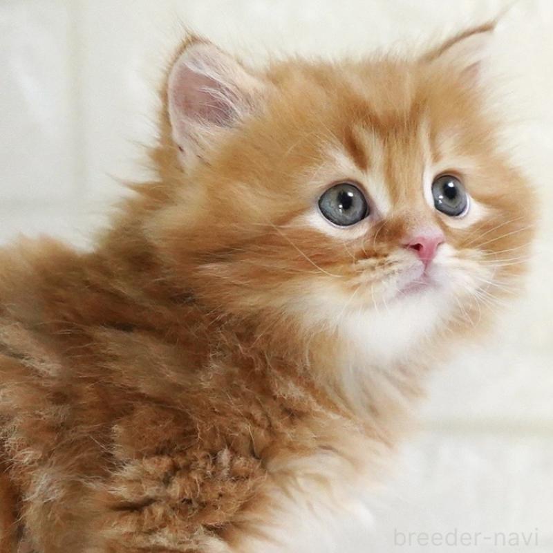 商談中の愛知県のスコティッシュフォールド-135087の4枚目