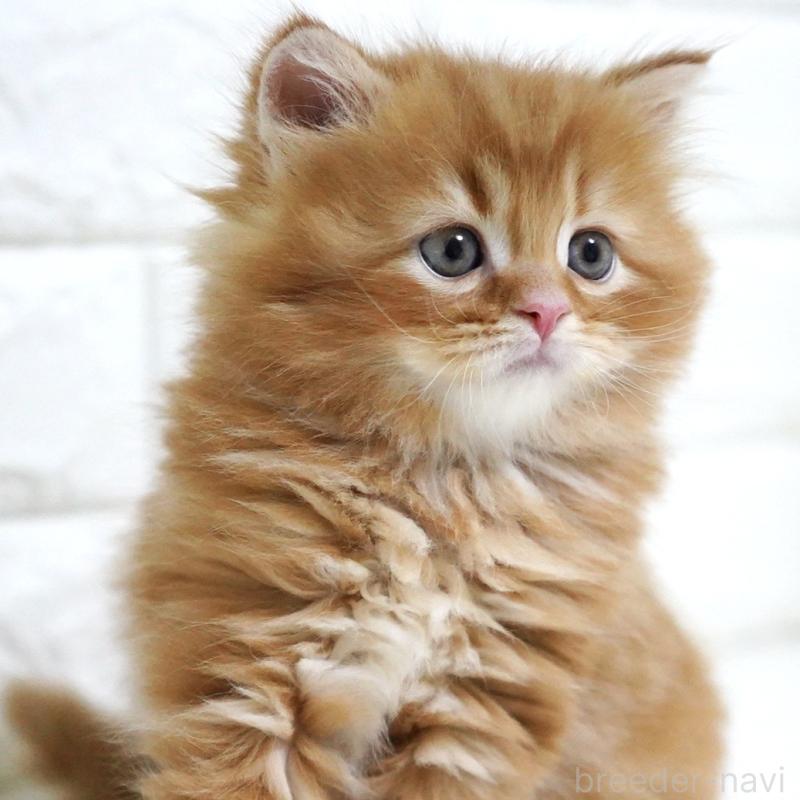 商談中の愛知県のスコティッシュフォールド-135087の3枚目