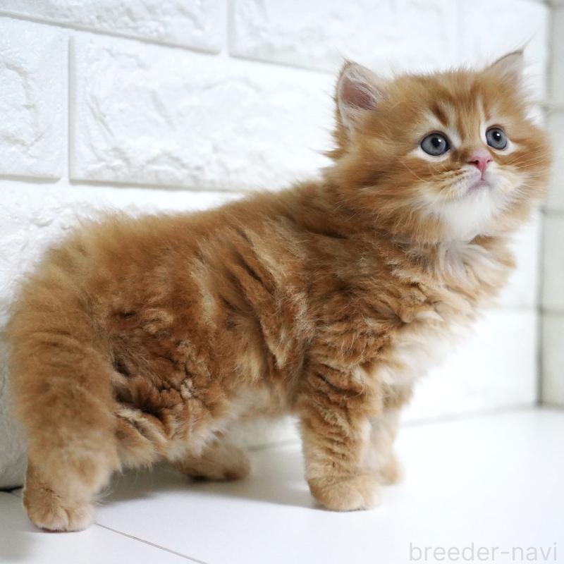 商談中の愛知県のスコティッシュフォールド-135087の2枚目