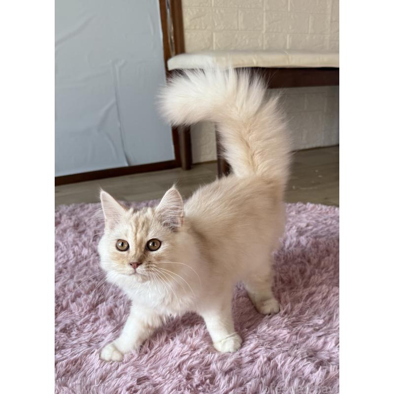 販売中の千葉県のサイベリアン-134164の4枚目