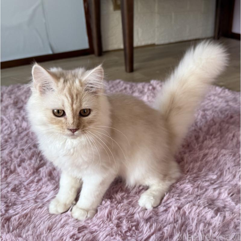 販売中の千葉県のサイベリアン-134164の3枚目