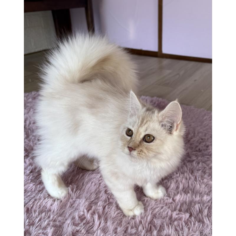 販売中の千葉県のサイベリアン-134164の2枚目