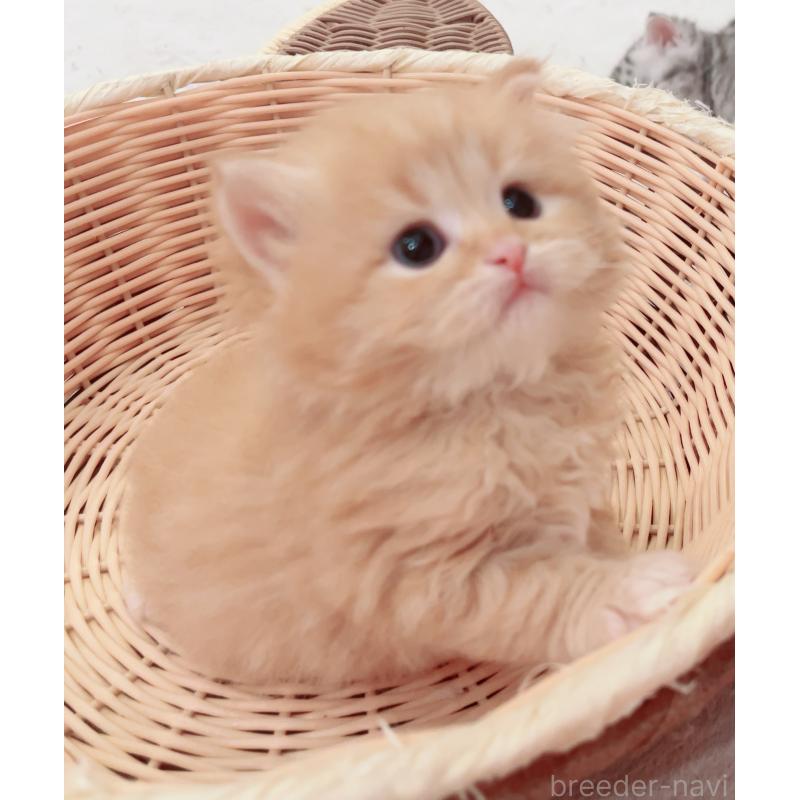 成約済の福島県のマンチカン-133415の5枚目