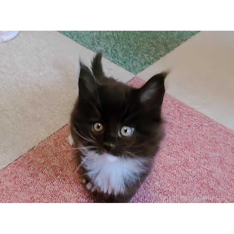 成約済の愛媛県のメインクーン-134581の4枚目