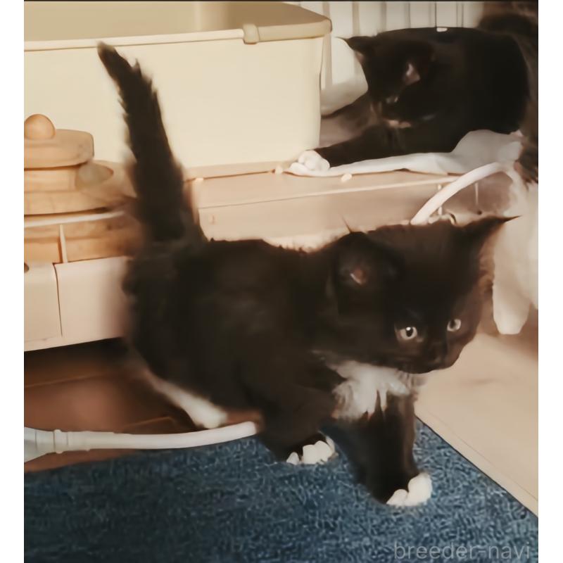 成約済の愛媛県のメインクーン-134581の3枚目