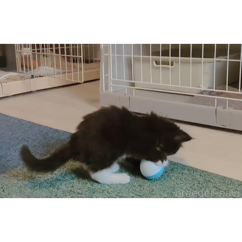 成約済の愛媛県のメインクーン-134581の2枚目