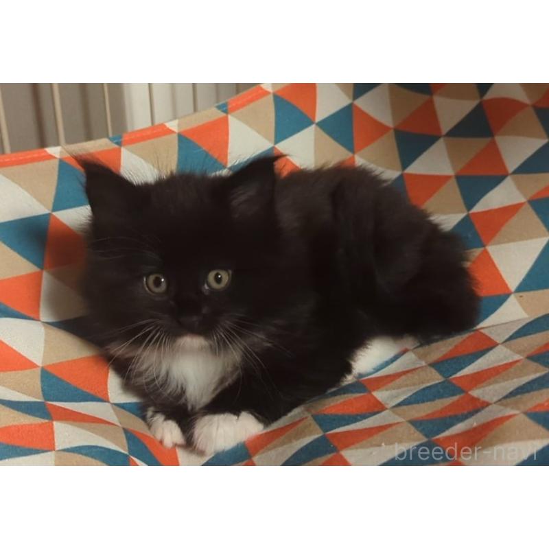 成約済の愛媛県のメインクーン-134579の4枚目