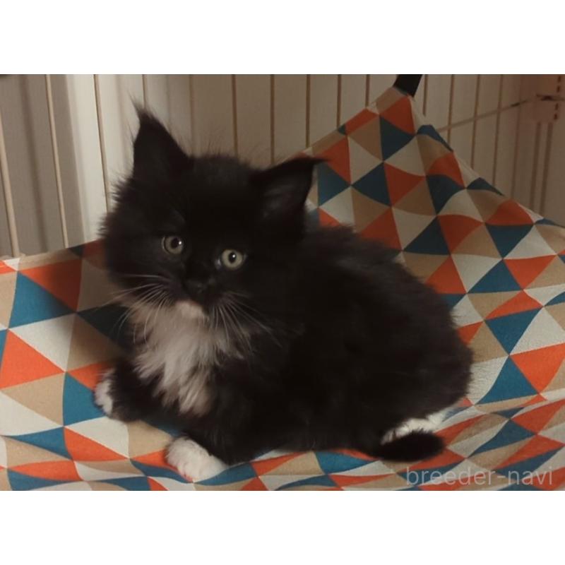 成約済の愛媛県のメインクーン-134579の3枚目