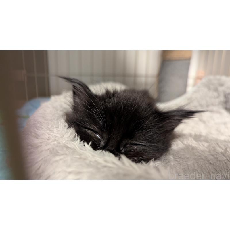 成約済の愛媛県のメインクーン-134579の2枚目