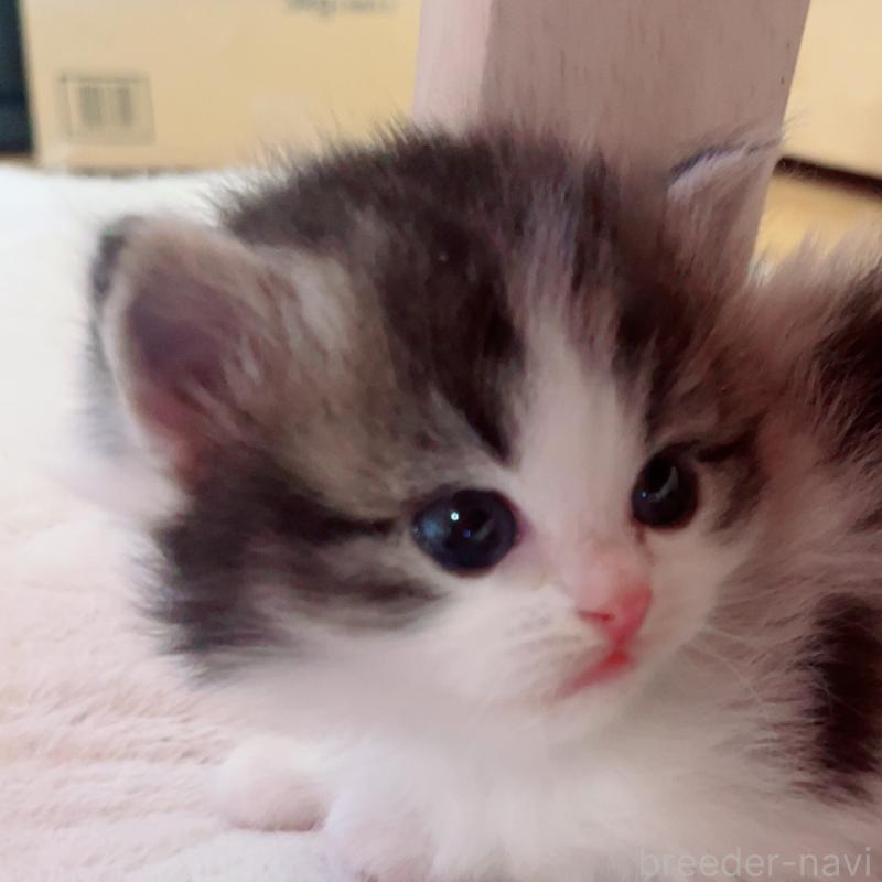 販売中の福島県のマンチカン-134950の5枚目