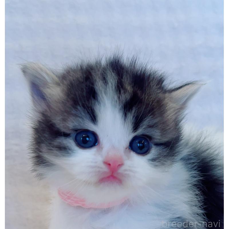 販売中の福島県のマンチカン-134950の4枚目