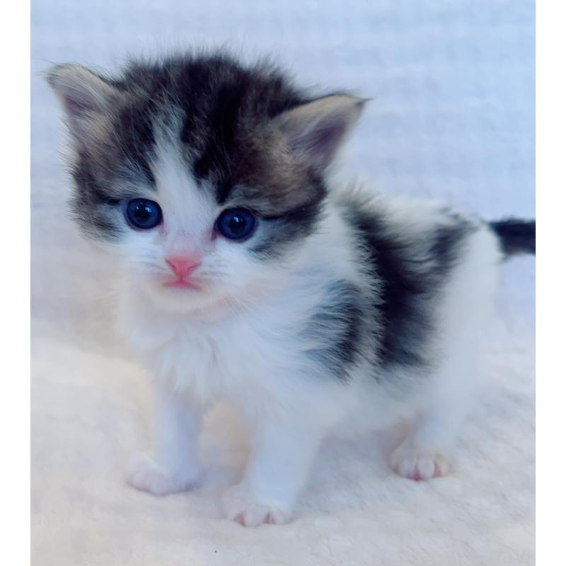 販売中の福島県のマンチカン-134950の3枚目