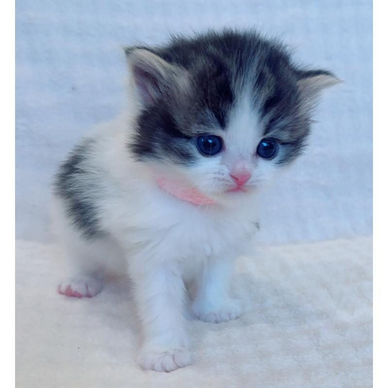 販売中の福島県のマンチカン-134950の2枚目