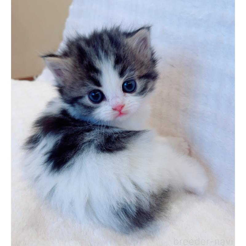 商談中の福島県のマンチカン-134951の5枚目