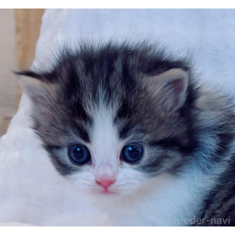 商談中の福島県のマンチカン-134951の4枚目