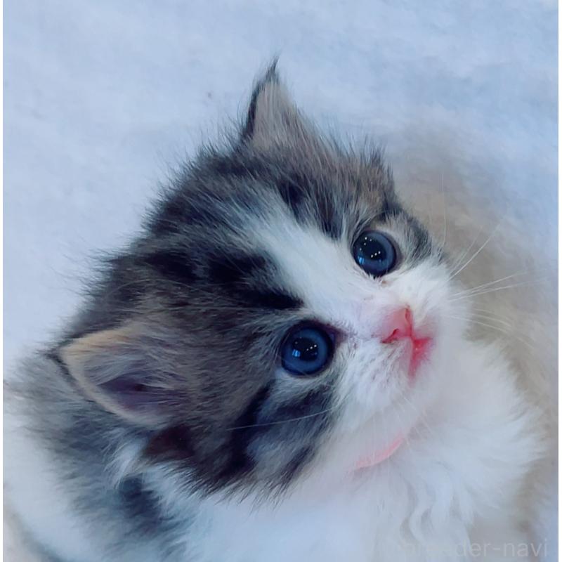 商談中の福島県のマンチカン-134951の3枚目