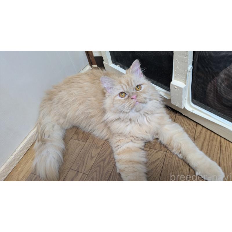 販売中の大阪府のミヌエット-120053の4枚目