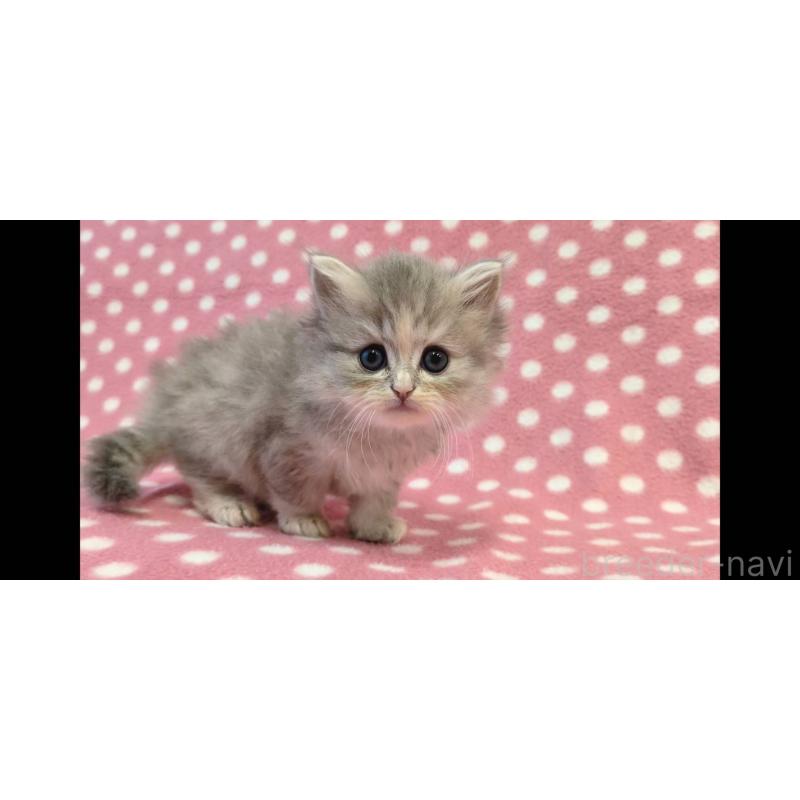 販売中の愛知県のミヌエット-134952の3枚目