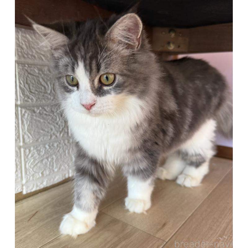 成約済の千葉県のサイベリアン-134162の7枚目