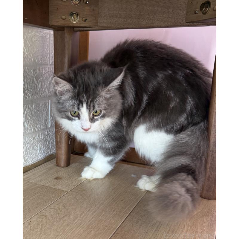 成約済の千葉県のサイベリアン-134162の6枚目