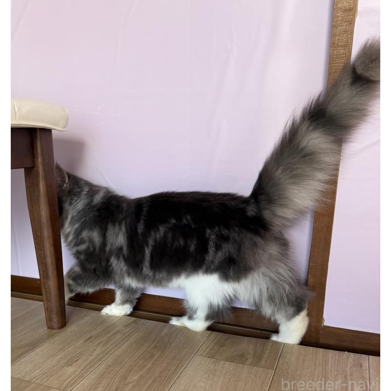 成約済の千葉県のサイベリアン-134162の5枚目