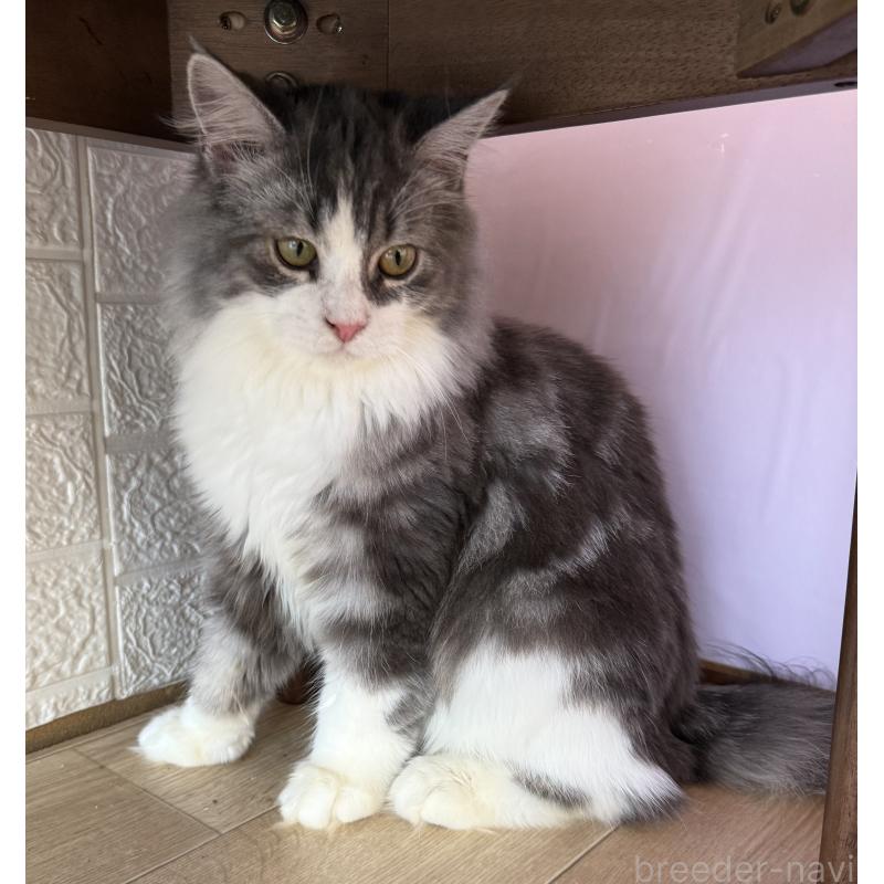 成約済の千葉県のサイベリアン-134162の4枚目