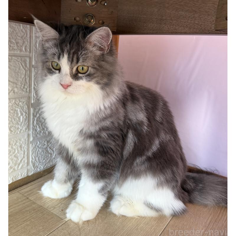 成約済の千葉県のサイベリアン-134162の2枚目